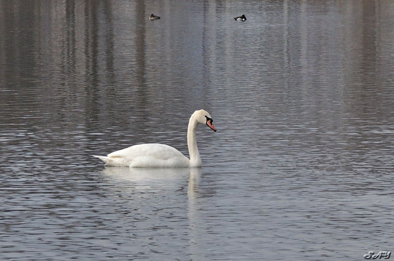 Name:  Swan 8.jpg
Views: 367
Size:  201.8 KB