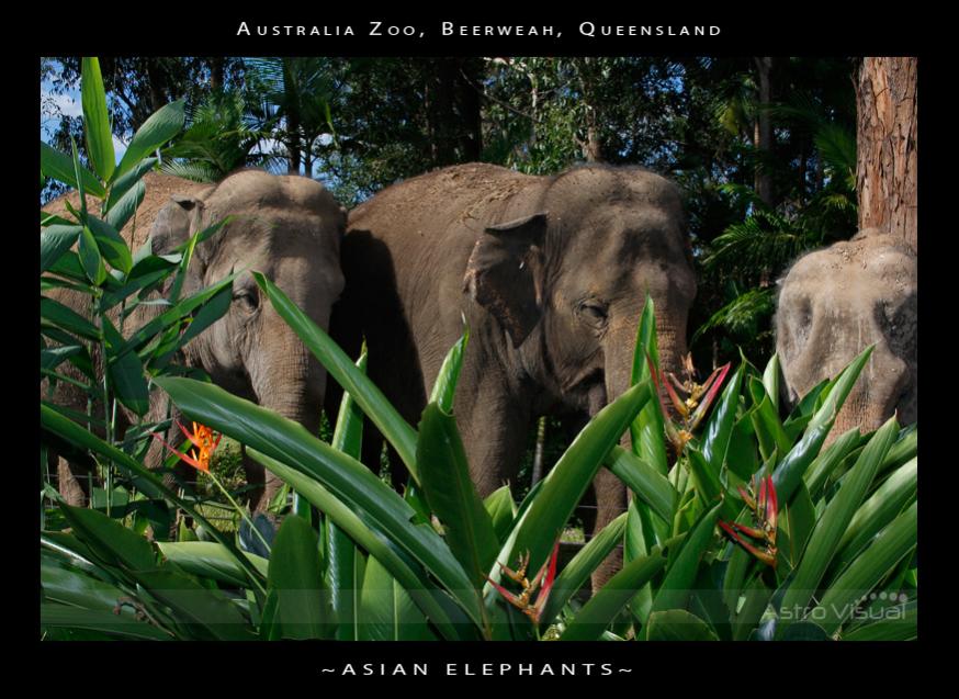 Name:  la-09-200-elephant.jpg
Views: 343
Size:  95.1 KB