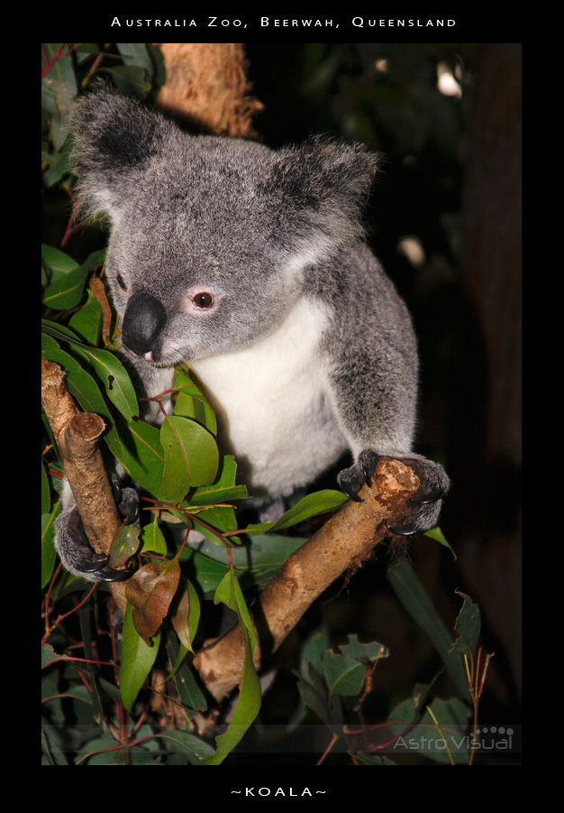 Name:  la-09-123-koala.jpg
Views: 327
Size:  205.8 KB