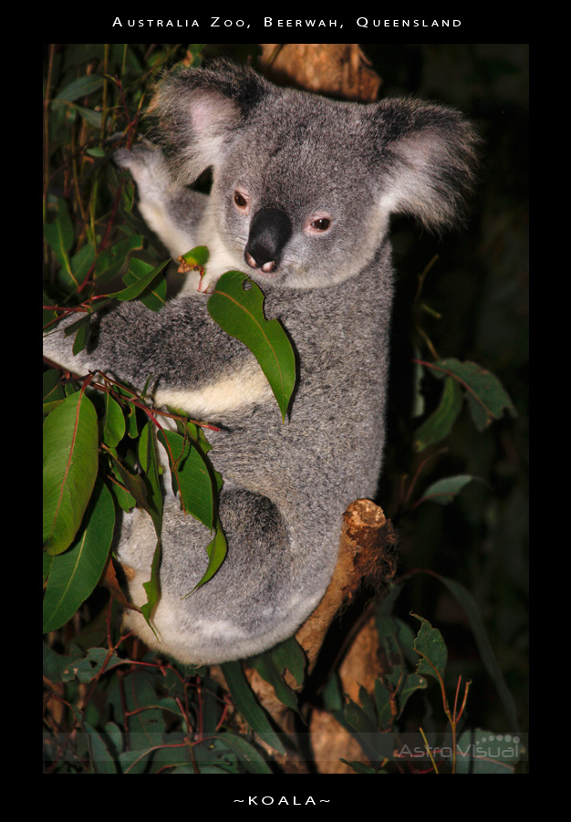 Name:  la-09-133-koala.jpg
Views: 360
Size:  216.4 KB