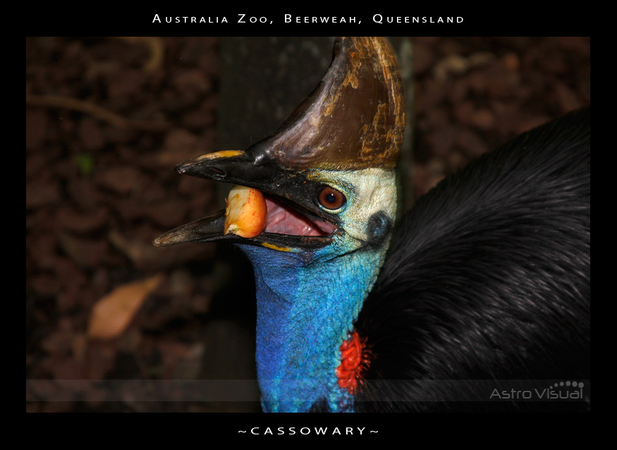 Name:  la-09-120-cassowary.jpg
Views: 353
Size:  159.4 KB