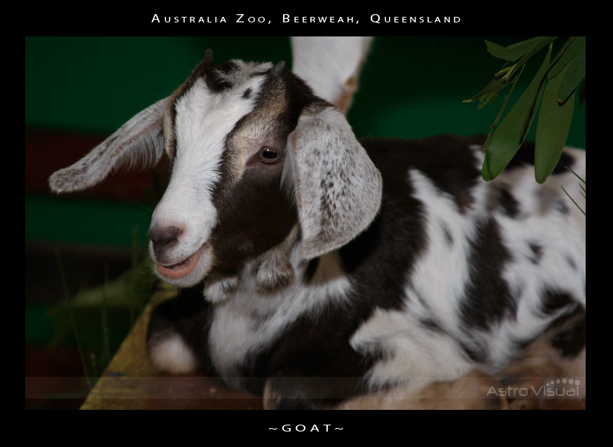 Name:  la-09-135-goat.jpg
Views: 365
Size:  136.5 KB