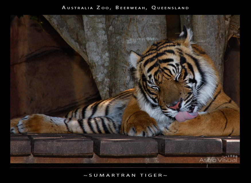 Name:  la-09-163-tiger.jpg
Views: 323
Size:  214.7 KB