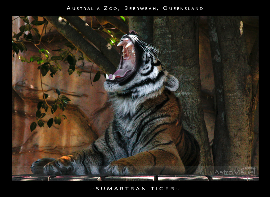 Name:  la-09-157-tiger.jpg
Views: 359
Size:  241.0 KB