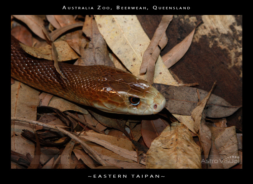 Name:  la-09-178-taipan.jpg
Views: 315
Size:  228.8 KB