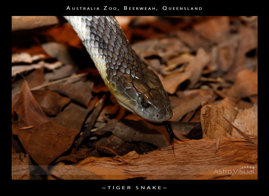 Name:  la-09-188-tigersnake.jpg
Views: 349
Size:  197.4 KB