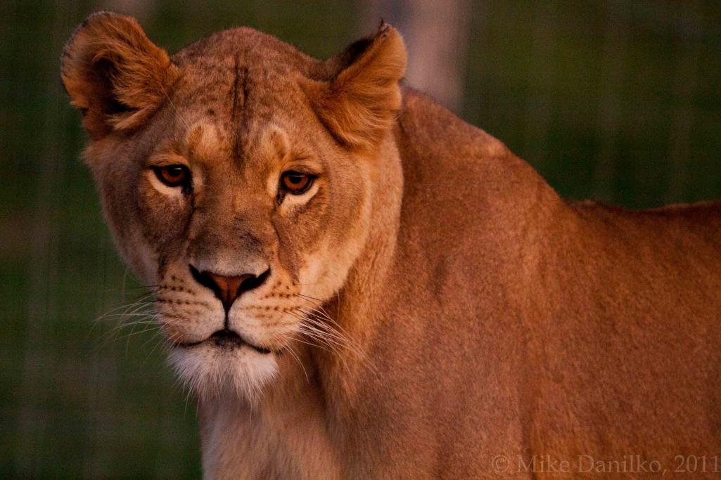 Name:  Lioness.jpg
Views: 836
Size:  92.3 KB