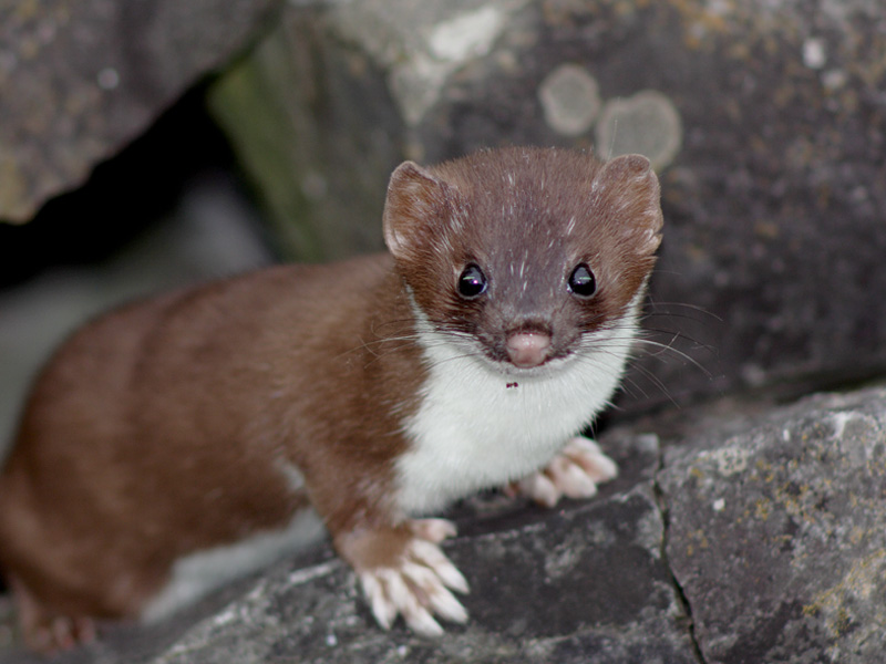 Name:  Short Tailed Weasel.jpg
Views: 554
Size:  139.6 KB