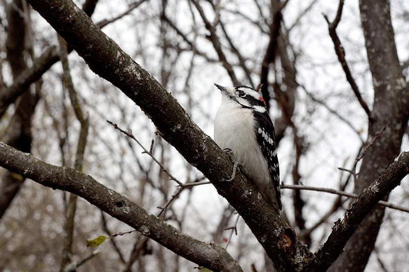 Name:  Downy Woodpecker .jpg
Views: 401
Size:  174.0 KB