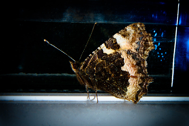 Name:  moth-7009-Edit.jpg
Views: 1021
Size:  177.8 KB