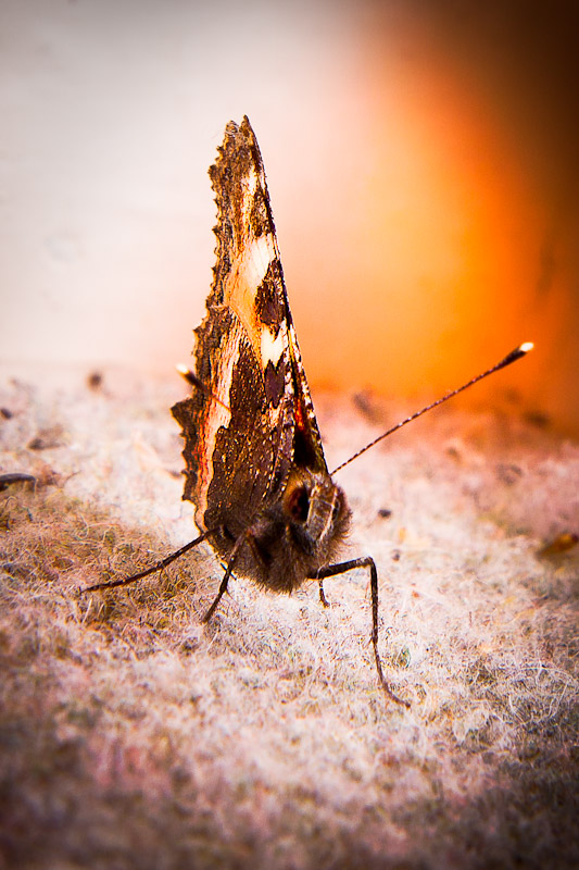 Name:  moth-7042-Edit.jpg
Views: 947
Size:  156.8 KB