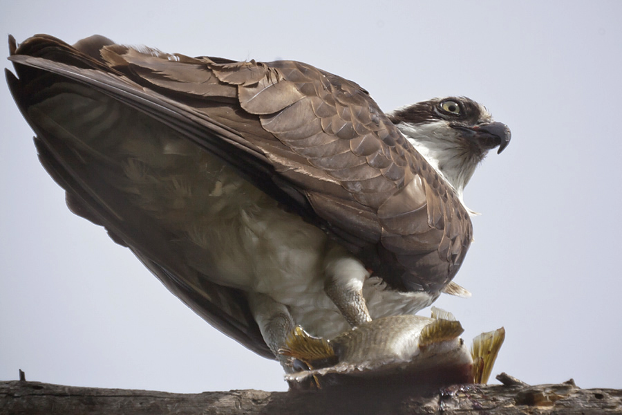 Name:  Osprey.jpg
Views: 288
Size:  211.7 KB