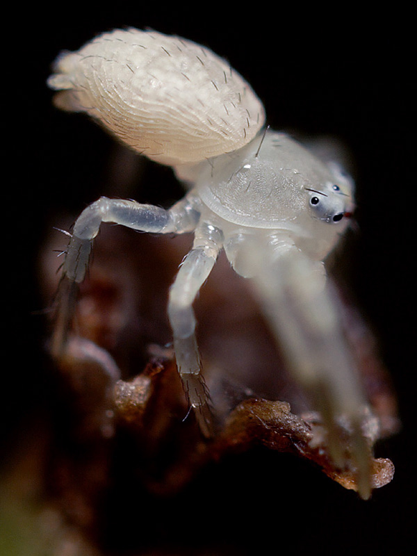 Name:  Crab Spider, baby.jpg
Views: 359
Size:  174.0 KB