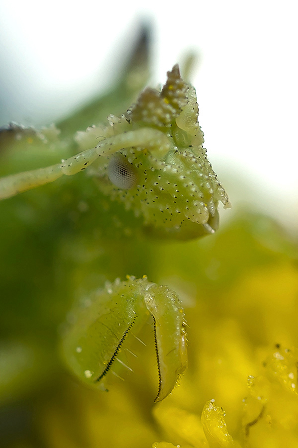 Name:  Jagged Ambush Bug, nymph.jpg
Views: 346
Size:  198.2 KB