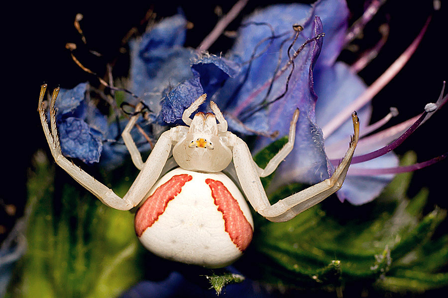 Name:  Crab Spider, Misumena Vatia, female.jpg
Views: 342
Size:  175.9 KB