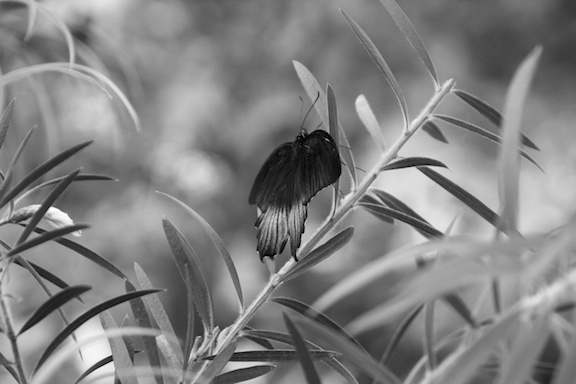 Name:  b w butterfly 297.jpg
Views: 310
Size:  65.5 KB