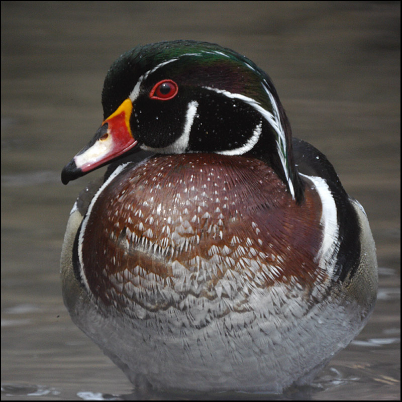 Name:  Wood Duck, male.jpg
Views: 357
Size:  179.4 KB