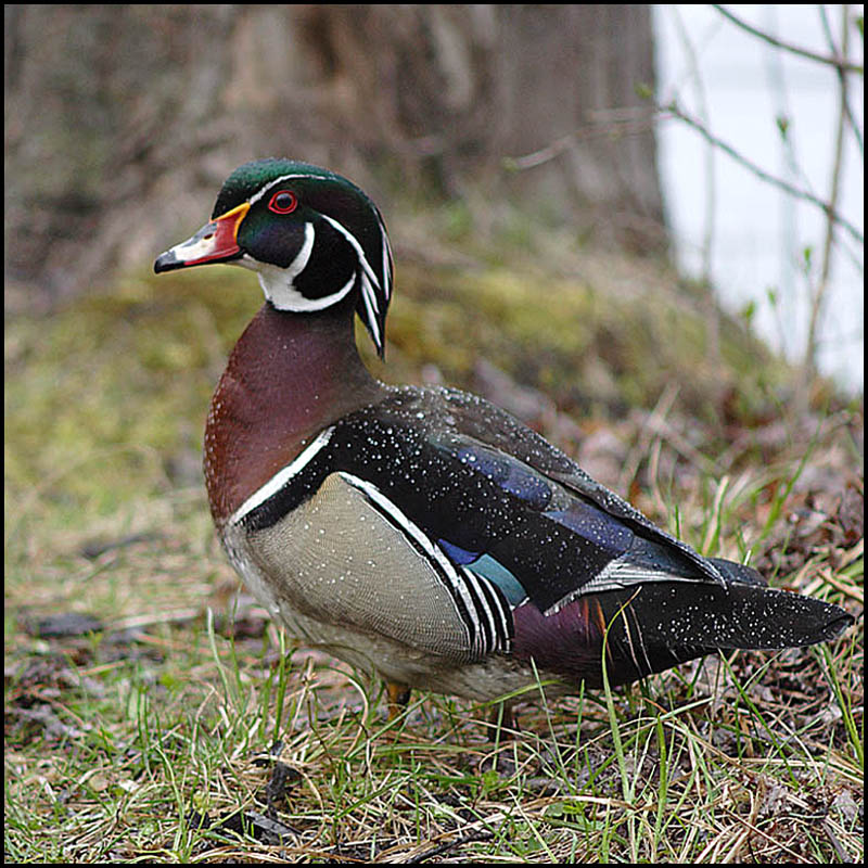 Name:  Wood Duck.jpg
Views: 294
Size:  179.8 KB