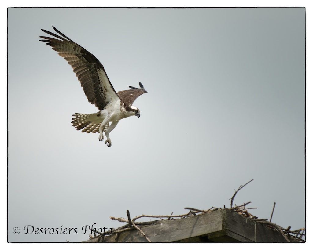 osprey nesting behavior