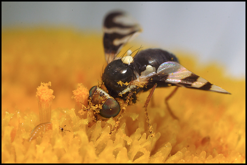 Name:  Tiny Insects on a Daisy .jpg
Views: 389
Size:  138.2 KB