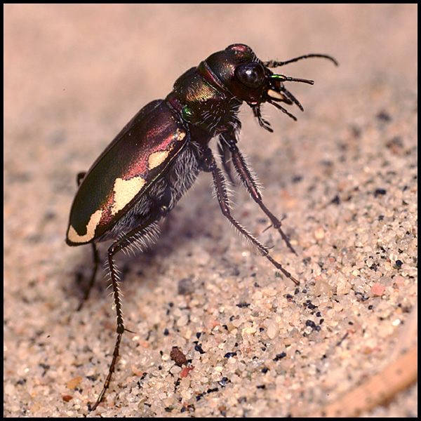 Name:  Festive Tiger Beetle.jpg
Views: 678
Size:  182.4 KB