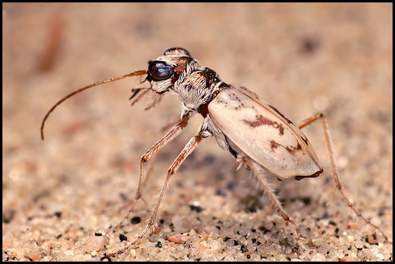 Name:  Ghost Tiger Beetle.jpg
Views: 812
Size:  167.2 KB