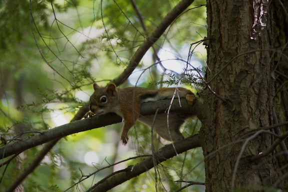 Name:  hot squirrel 383.jpg
Views: 312
Size:  97.2 KB