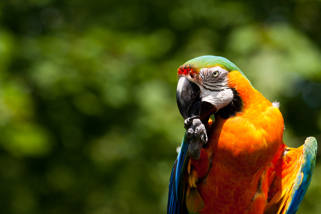 Name:  Macaw.jpg
Views: 280
Size:  226.8 KB