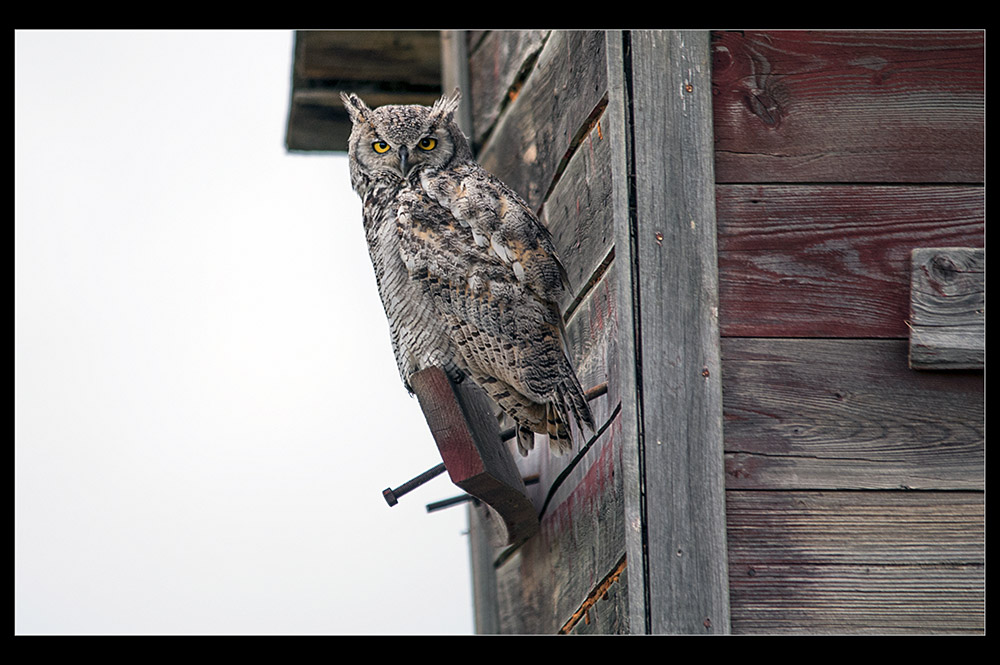 Name:  prarie owl.jpg
Views: 461
Size:  185.6 KB