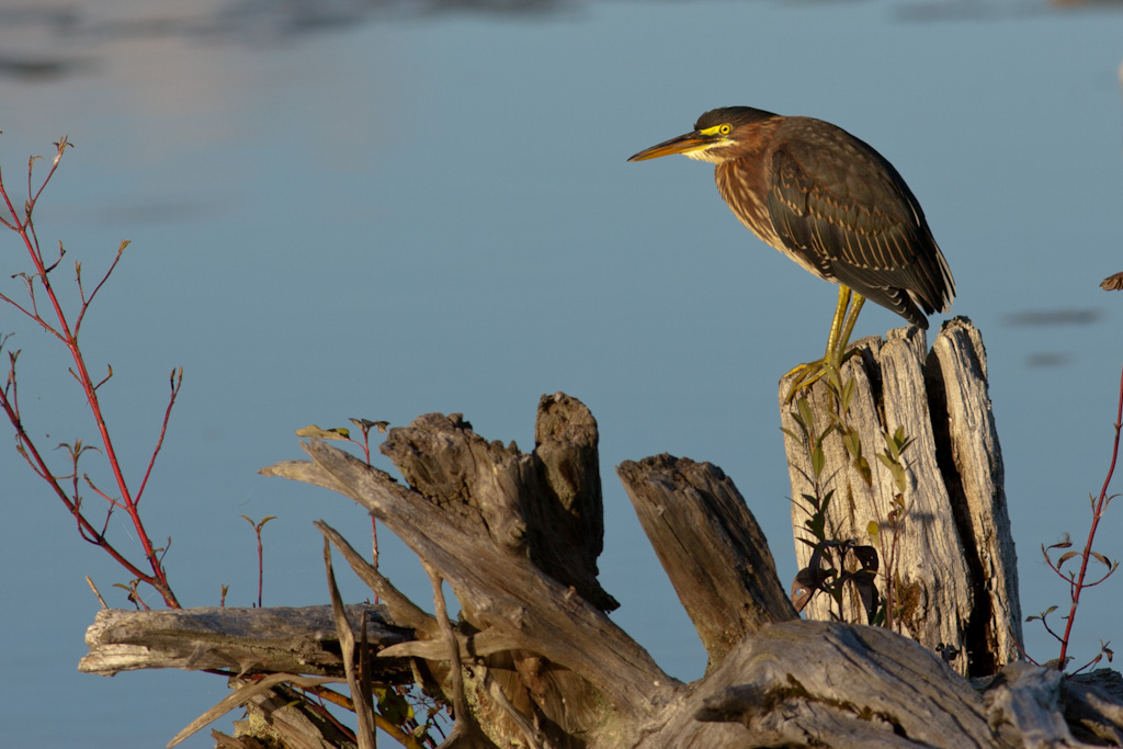 Name:  Green Heron-3.jpg
Views: 324
Size:  239.0 KB