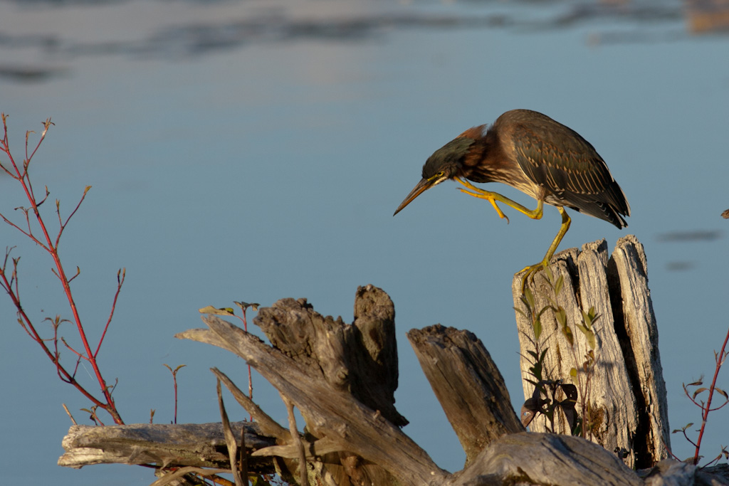 Name:  Green Heron-4.jpg
Views: 327
Size:  224.6 KB