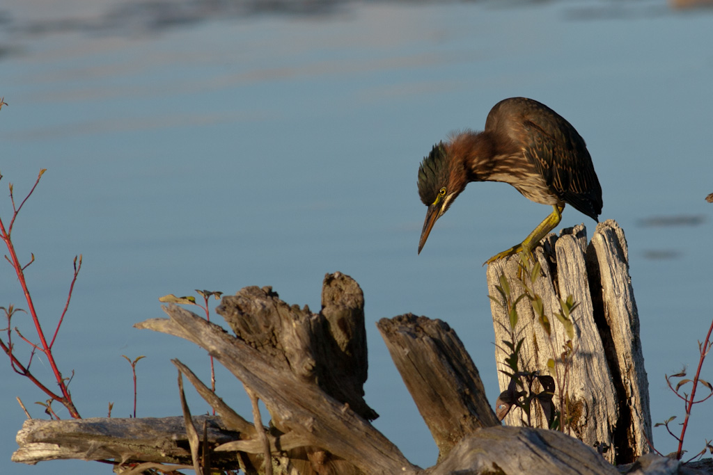 Name:  Green Heron-5.jpg
Views: 296
Size:  220.0 KB