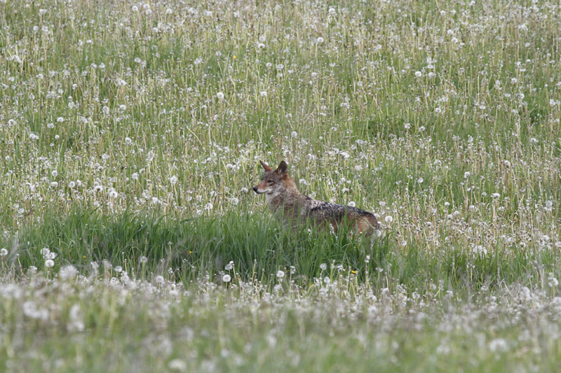 Name:  coyote1-c.jpg
Views: 728
Size:  240.6 KB