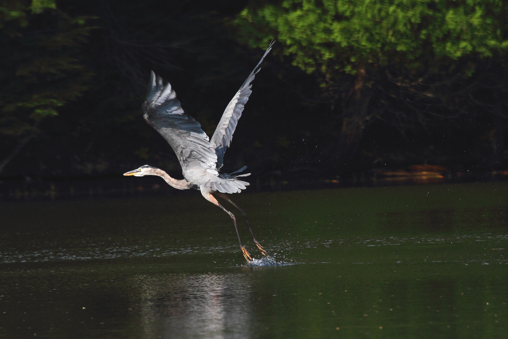 Name:  heron1-c.jpg
Views: 348
Size:  246.5 KB