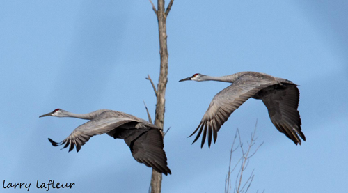 Name:  Sandhill cranes (2).jpg
Views: 667
Size:  99.2 KB