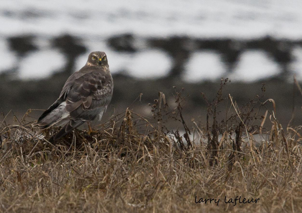 Name:  Harrier ground 7.jpg
Views: 420
Size:  218.8 KB