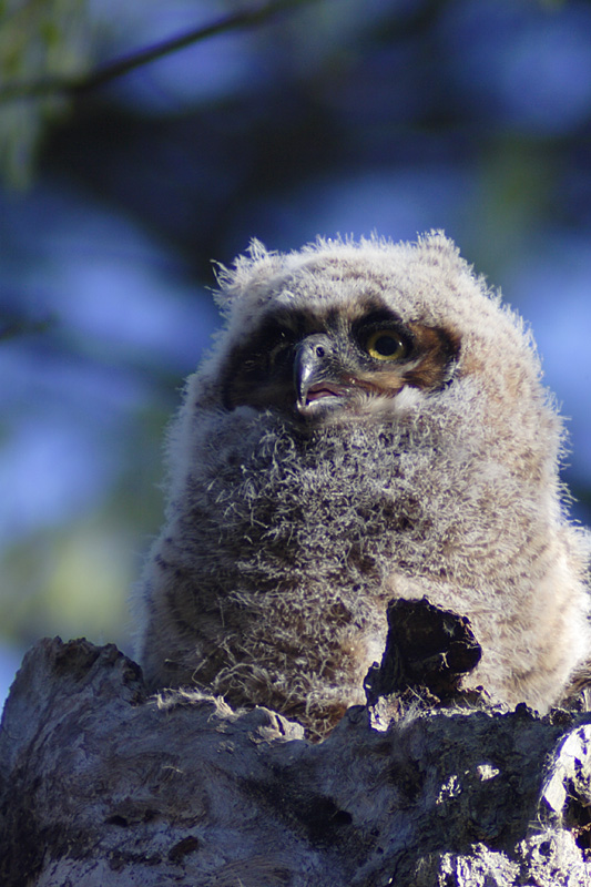 Name:  Great Horned Owl, juvenile.jpg
Views: 347
Size:  191.3 KB