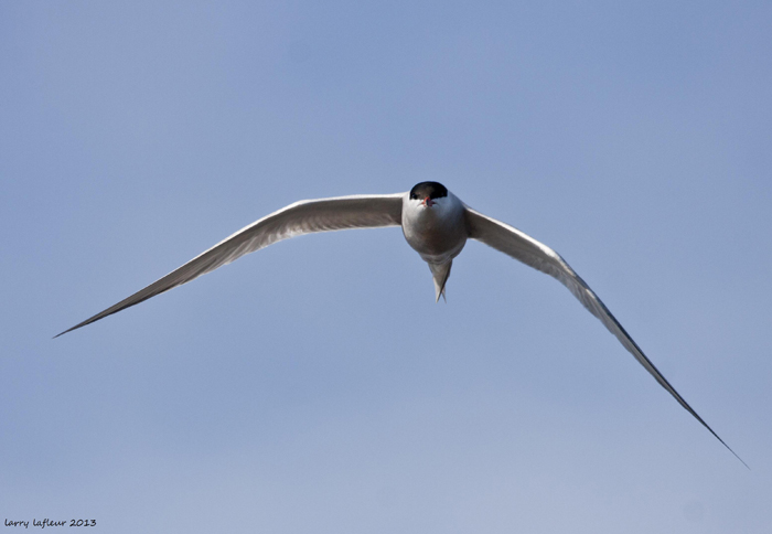 Name:  Tern front (2).jpg
Views: 293
Size:  151.9 KB