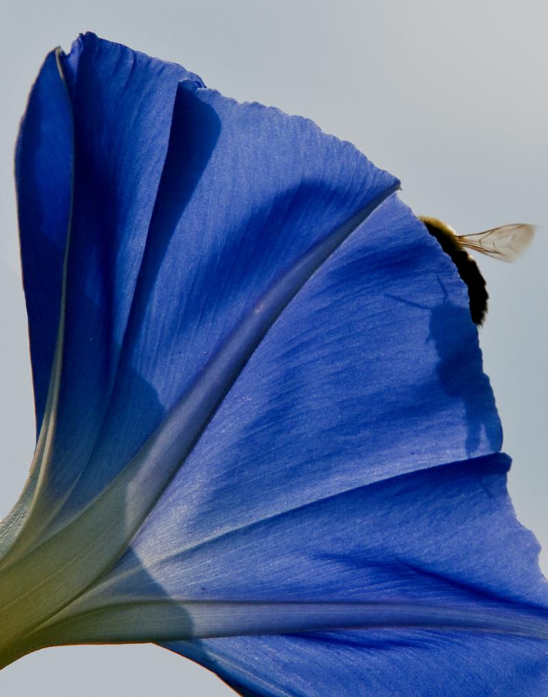 Name:  Prescott garden,Morning Glory,bee.jpg
Views: 306
Size:  82.7 KB