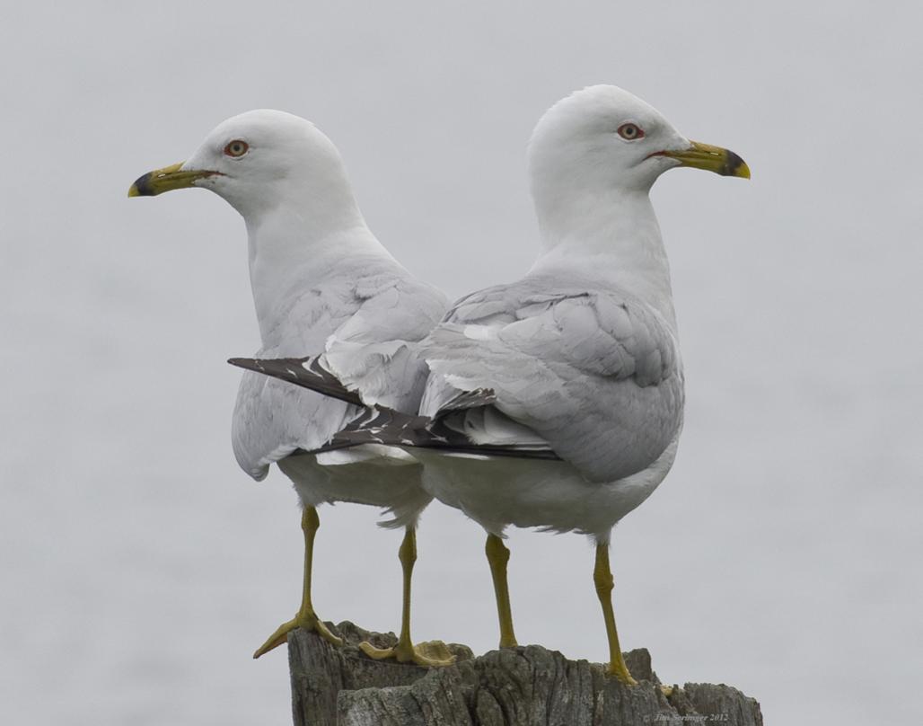 Name:  Two gulls(1)Iroquois,11x14 .jpg
Views: 393
Size:  46.0 KB