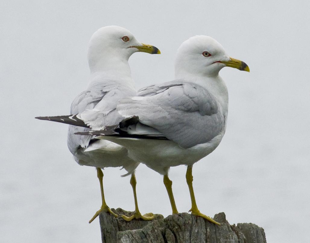 Name:  Two gulls,Iroquois,11x14 .jpg
Views: 354
Size:  60.5 KB