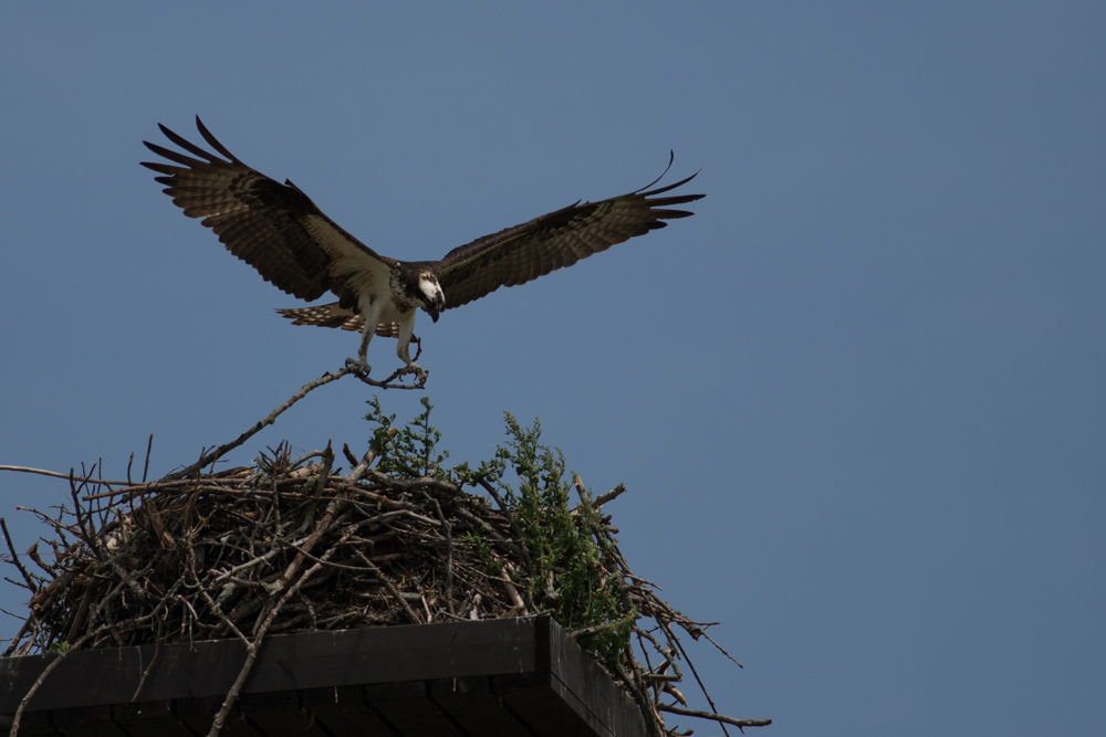 Name:  Osprey-5.jpg
Views: 272
Size:  224.1 KB