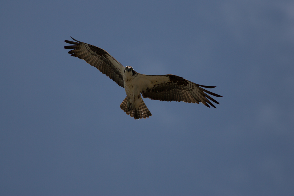 Name:  Osprey-6.jpg
Views: 254
Size:  312.4 KB