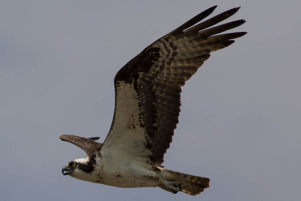 Name:  Osprey-3.jpg
Views: 262
Size:  289.1 KB