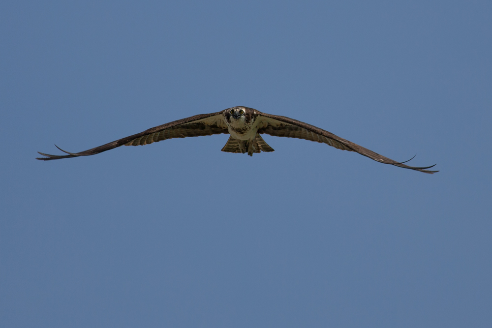 Name:  Osprey.jpg
Views: 253
Size:  239.4 KB