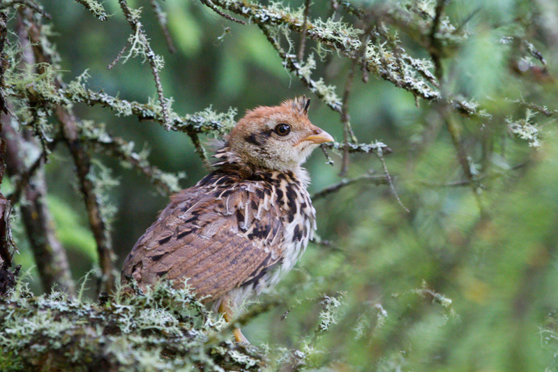 Name:  little partridge 1.jpg
Views: 376
Size:  235.1 KB