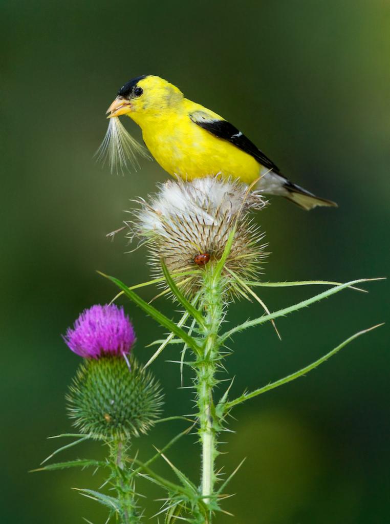 Name:  01 - Missy Mandel - American Goldfinch eating Thistle seed.jpg
Views: 369
Size:  69.0 KB