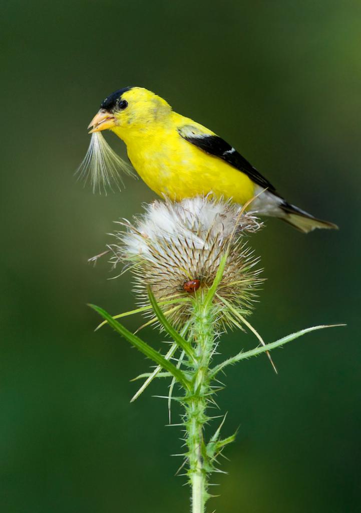 Name:  02 - Missy Mandel-  American Goldfinch on Thistle.jpg
Views: 455
Size:  57.3 KB