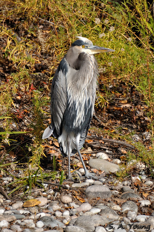 Name:  Heron 3.jpg
Views: 322
Size:  303.4 KB