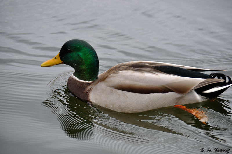 Name:  Mallard 2.jpg
Views: 319
Size:  222.7 KB